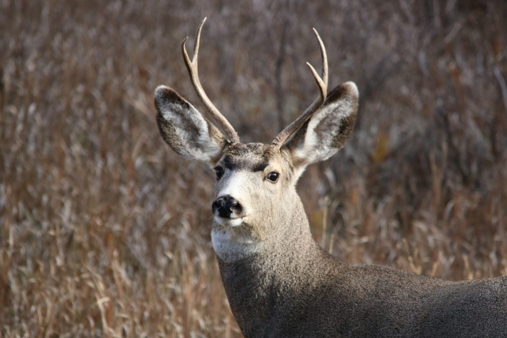 Where Is The Best Mule Deer Hunting In Idaho?