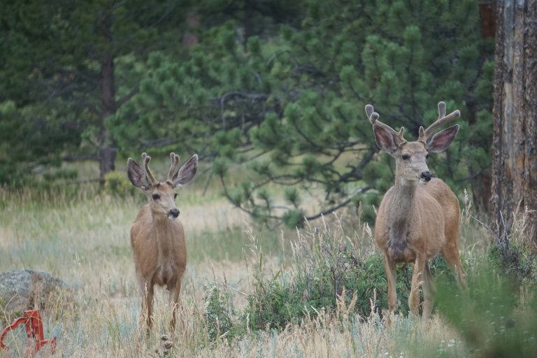 Where Is The Best Mule Deer Hunting In Idaho 3451